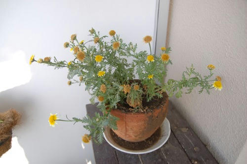 チャッピー ベランダ菜園