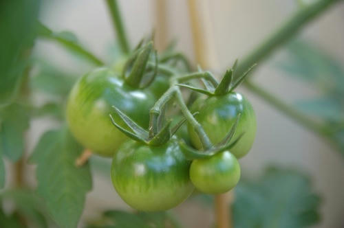 チャッピー ベランダ菜園