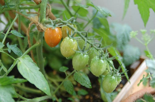 チャッピー ベランダ菜園