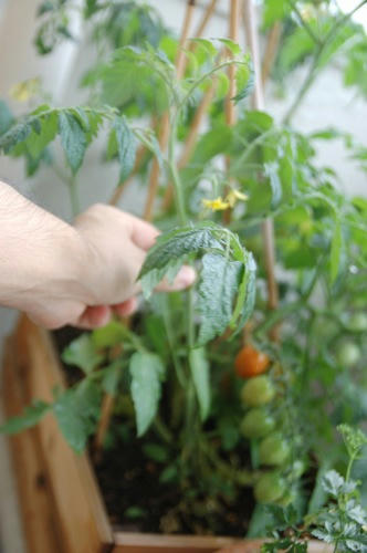 チャッピー ベランダ菜園