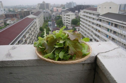 チャッピー ベランダ菜園