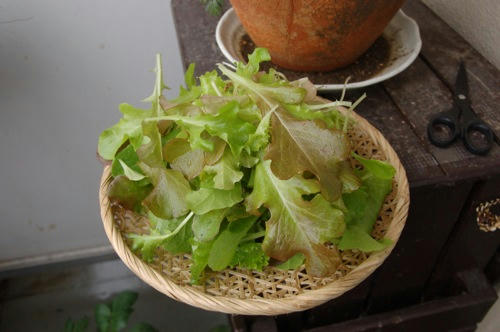 チャッピー ベランダ菜園