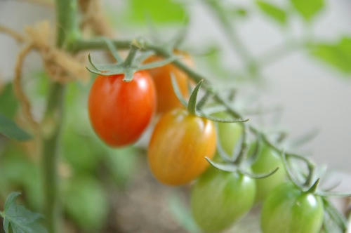 チャッピー ベランダ菜園