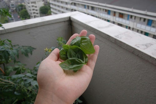 チャッピー ベランダ菜園