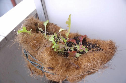 チャッピー ベランダ菜園