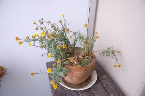 チャッピー ベランダ菜園