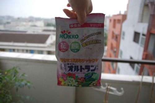 チャッピー ベランダ菜園
