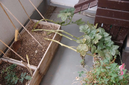 チャッピー ベランダ菜園