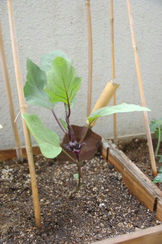 チャッピー ベランダ菜園