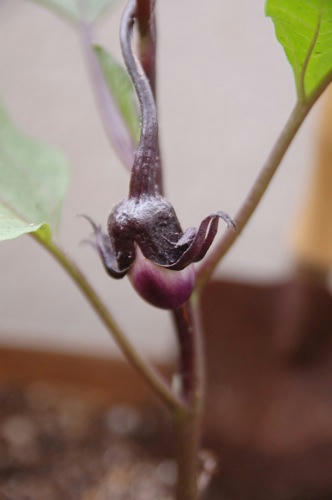 チャッピー ベランダ菜園