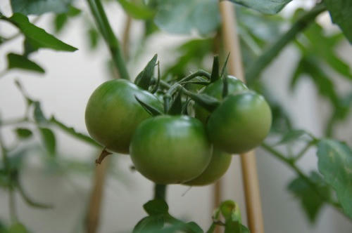 チャッピー ベランダ菜園