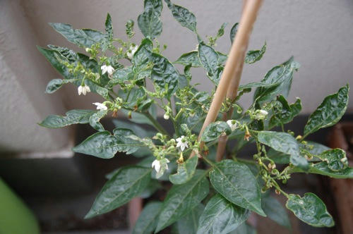 チャッピー ベランダ菜園