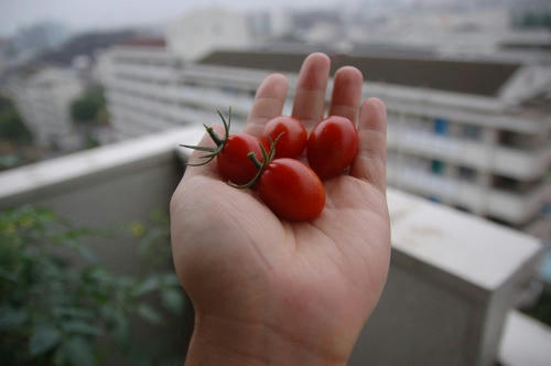 チャッピー ベランダ菜園