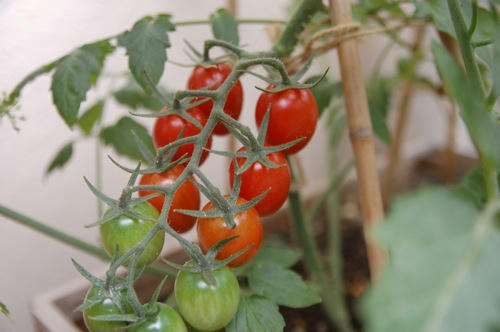 チャッピー ベランダ菜園