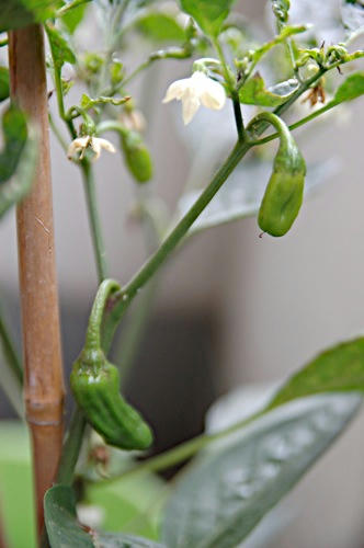 チャッピー ベランダ菜園