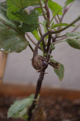 チャッピー ベランダ菜園