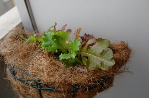 チャッピー ベランダ菜園
