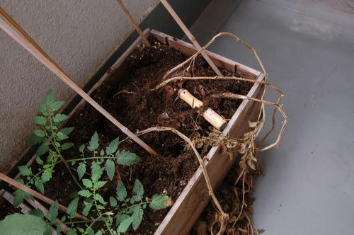 チャッピー ベランダ菜園