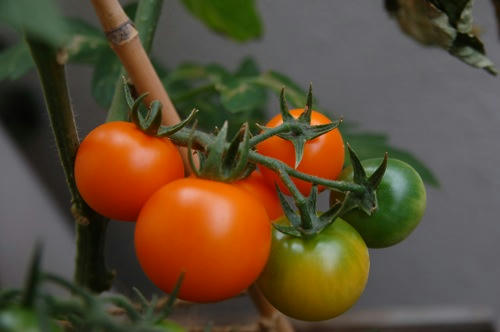 チャッピー ベランダ菜園