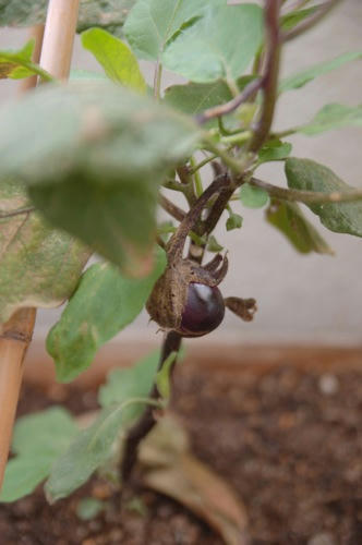 チャッピー ベランダ菜園