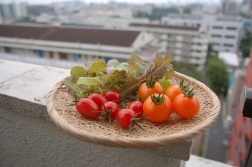 チャッピー ベランダ菜園