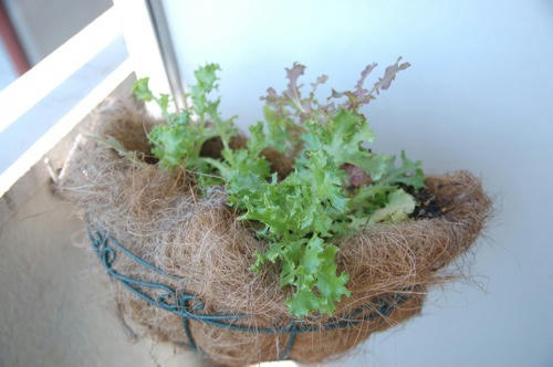チャッピー ベランダ菜園
