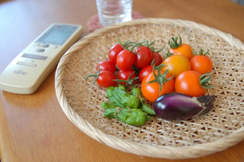 チャッピー ベランダ菜園