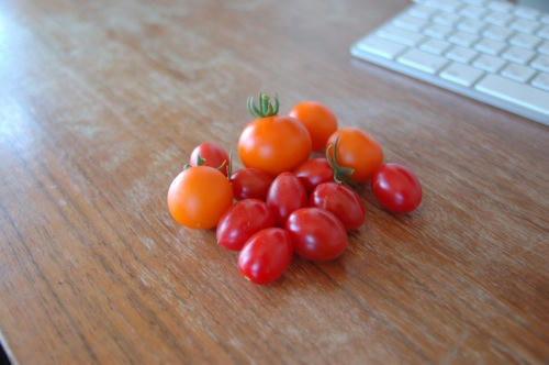 チャッピー ベランダ菜園