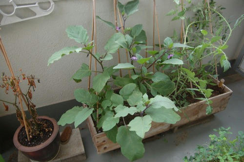 チャッピー ベランダ菜園