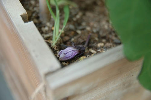 チャッピー ベランダ菜園