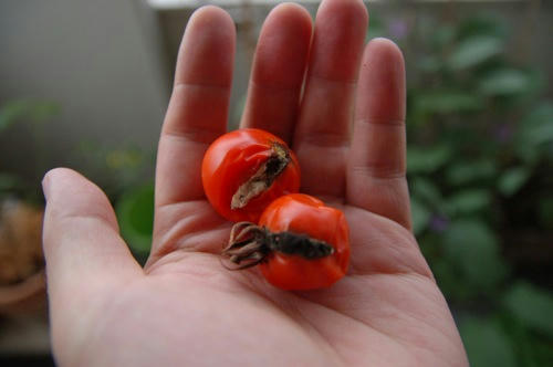 チャッピー ベランダ菜園