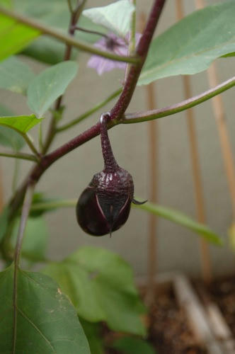 チャッピー ベランダ菜園