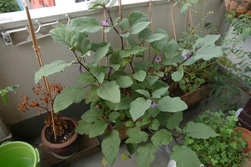 チャッピー ベランダ菜園