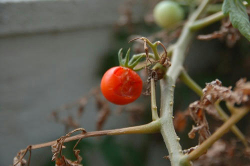 チャッピー ベランダ菜園