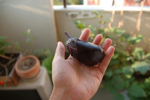 チャッピー ベランダ菜園