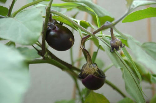 チャッピー ベランダ菜園