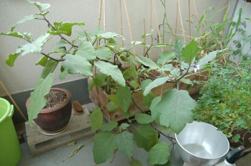 チャッピー ベランダ菜園