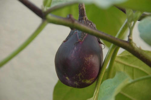 チャッピー ベランダ菜園