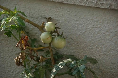 チャッピー ベランダ菜園