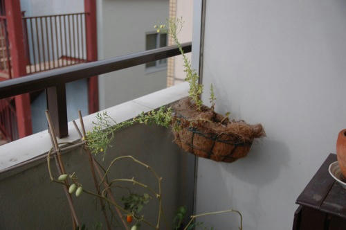 チャッピー ベランダ菜園