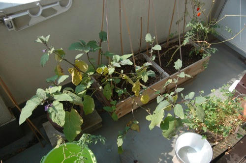 チャッピー ベランダ菜園