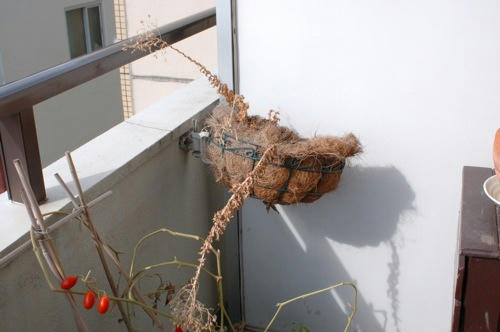チャッピー ベランダ菜園