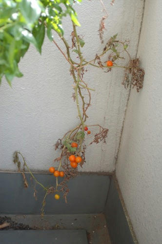チャッピー ベランダ菜園