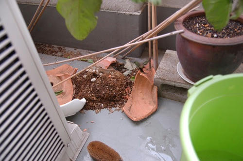 チャッピー ベランダ菜園