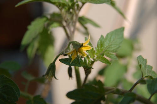 チャッピー ベランダ菜園