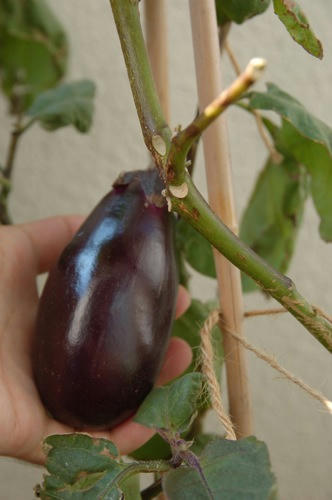 チャッピー ベランダ菜園