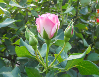 DSCN0214.jpg