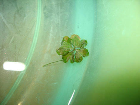 clover1.jpg