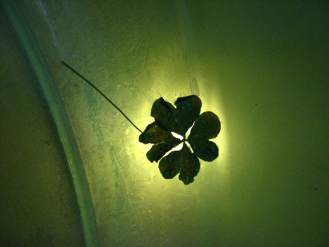 clover2.jpg