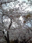 都賀川沿いの桜並木